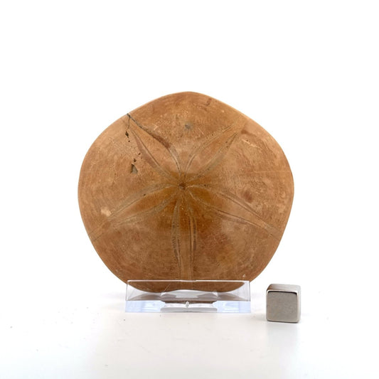 Pygurus Marmonti, sea urchin from Jurassic, Madagascar (3.06") - FossilsAndMore