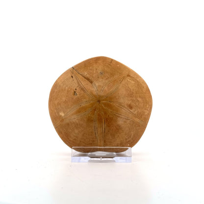 Pygurus Marmonti, sea urchin from Jurassic, Madagascar (3.06") - FossilsAndMore