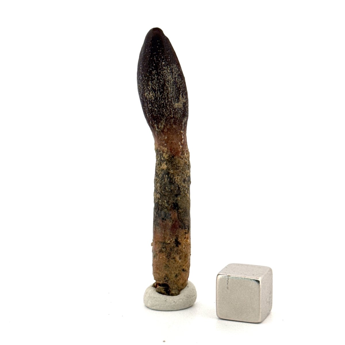 Rare Lapparentosaurus Tooth Fossil (2.31") from Middle Jurassic, Madagascar - FossilsAndMore