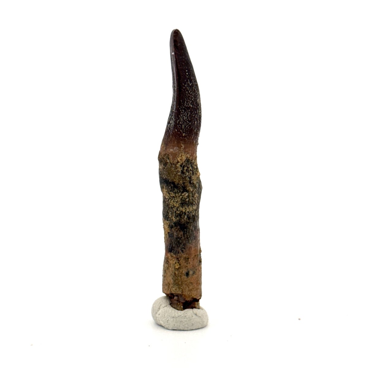 Rare Lapparentosaurus Tooth Fossil (2.31") from Middle Jurassic, Madagascar - FossilsAndMore