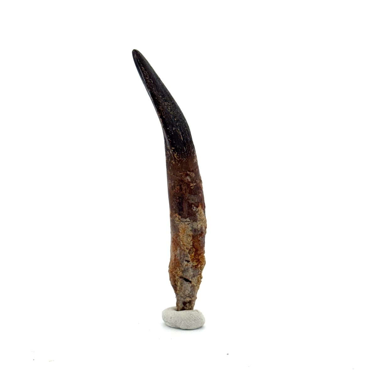 Rare Lapparentosaurus Tooth Fossil (3.00") from Middle Jurassic, Madagascar - FossilsAndMore