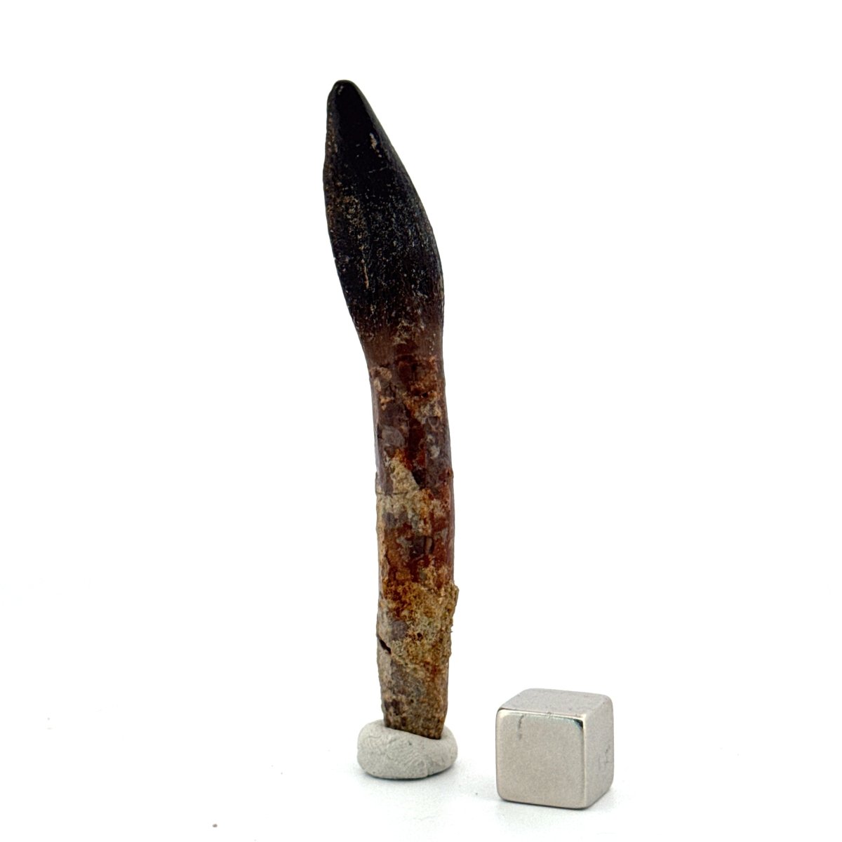 Rare Lapparentosaurus Tooth Fossil (3.00") from Middle Jurassic, Madagascar - FossilsAndMore