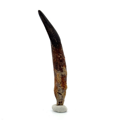 Rare Lapparentosaurus Tooth Fossil (3.00") from Middle Jurassic, Madagascar - FossilsAndMore