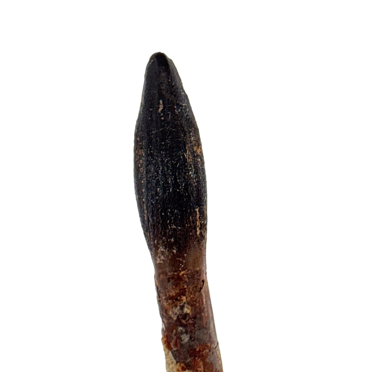 Rare Lapparentosaurus Tooth Fossil (3.00") from Middle Jurassic, Madagascar - FossilsAndMore