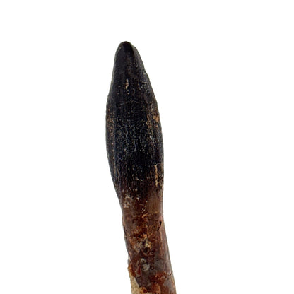Rare Lapparentosaurus Tooth Fossil (3.00") from Middle Jurassic, Madagascar - FossilsAndMore
