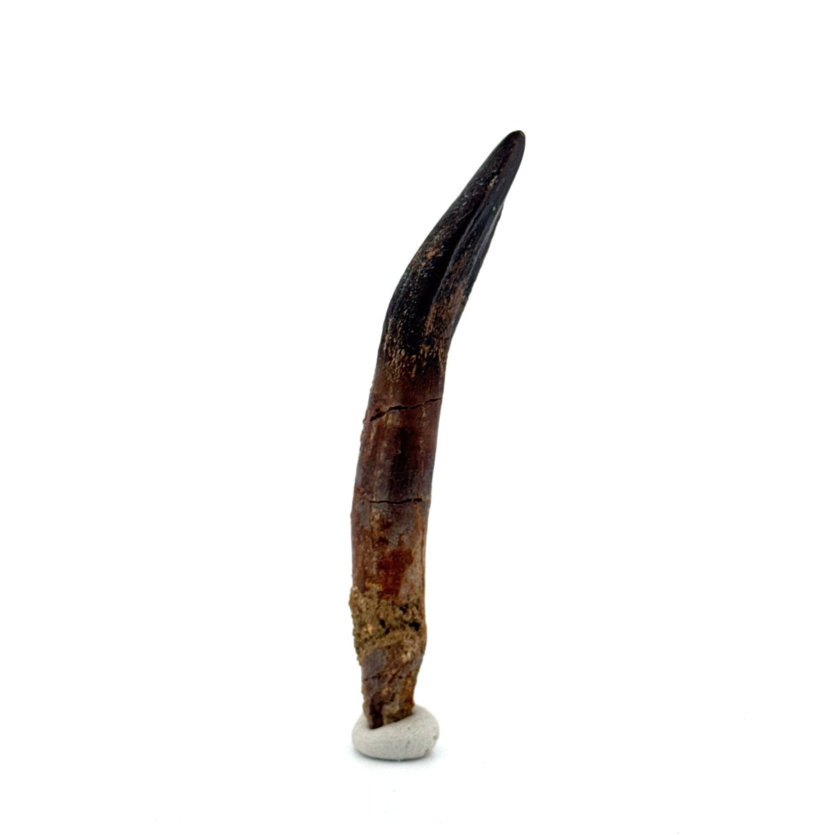 Rare Lapparentosaurus Tooth Fossil (3.00") from Middle Jurassic, Madagascar - FossilsAndMore