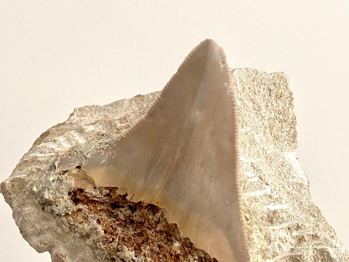 Rare Megalodon tooth fossil from Italy on Matrix, Miocene period (2.64") - FossilsAndMore