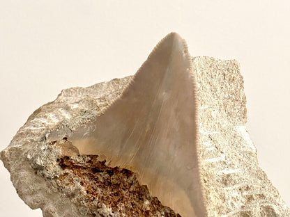 Rare Megalodon tooth fossil from Italy on Matrix, Miocene period (2.64") - FossilsAndMore