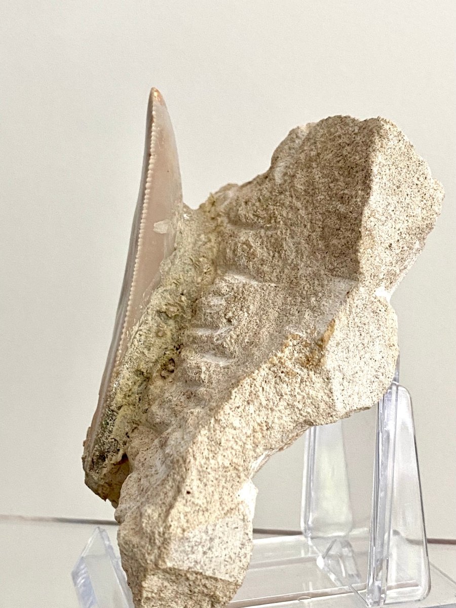Rare Megalodon tooth fossil from Italy on Matrix, Miocene period (2.64") - FossilsAndMore