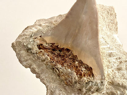 Rare Megalodon tooth fossil from Italy on Matrix, Miocene period (2.64") - FossilsAndMore