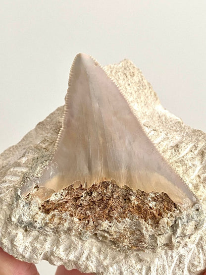 Rare Megalodon tooth fossil from Italy on Matrix, Miocene period (2.64") - FossilsAndMore