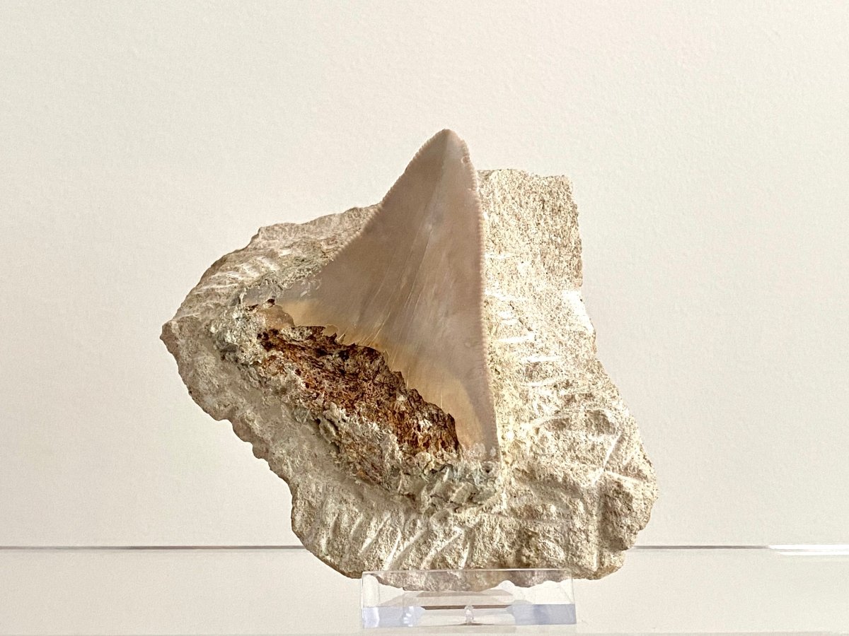 Rare Megalodon tooth fossil from Italy on Matrix, Miocene period (2.64") - FossilsAndMore