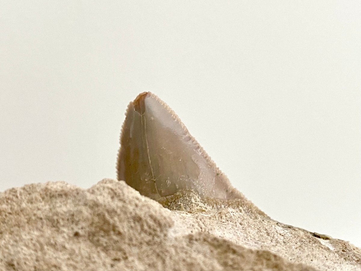 Rare Megalodon tooth fossil from Italy on Matrix, Miocene period (2.64") - FossilsAndMore