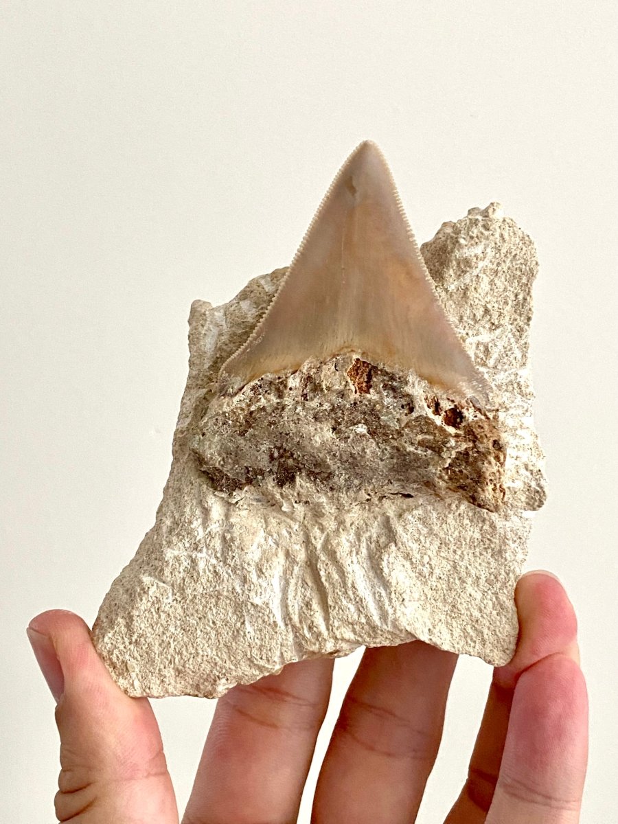 Rare Megalodon tooth fossil from Italy on Matrix, Miocene period (2.91") - FossilsAndMore