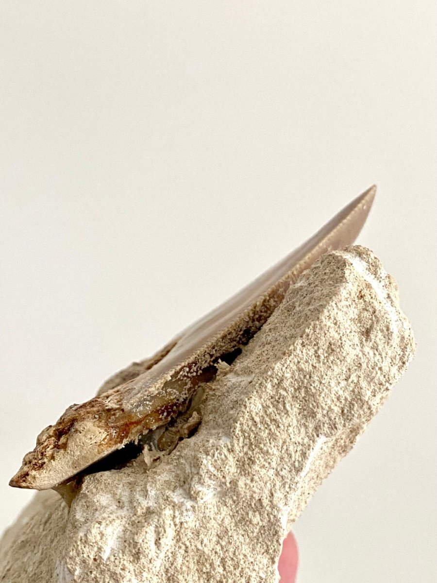 Rare Megalodon tooth fossil from Italy on Matrix, Miocene period (2.91") - FossilsAndMore