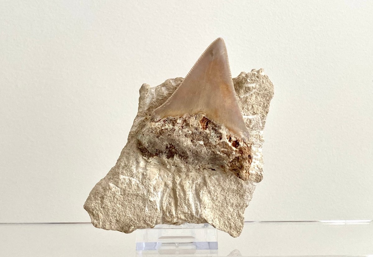Rare Megalodon tooth fossil from Italy on Matrix, Miocene period (2.91") - FossilsAndMore