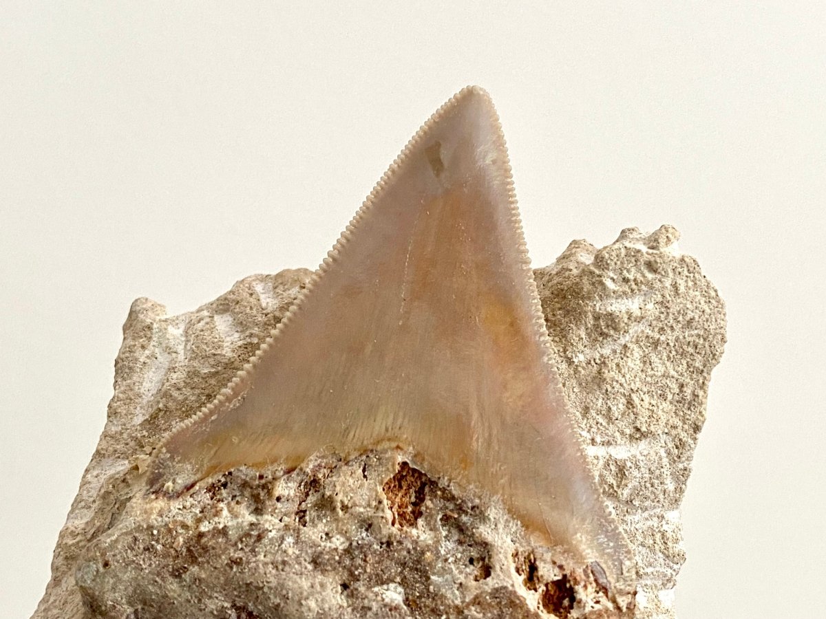 Rare Megalodon tooth fossil from Italy on Matrix, Miocene period (2.91") - FossilsAndMore