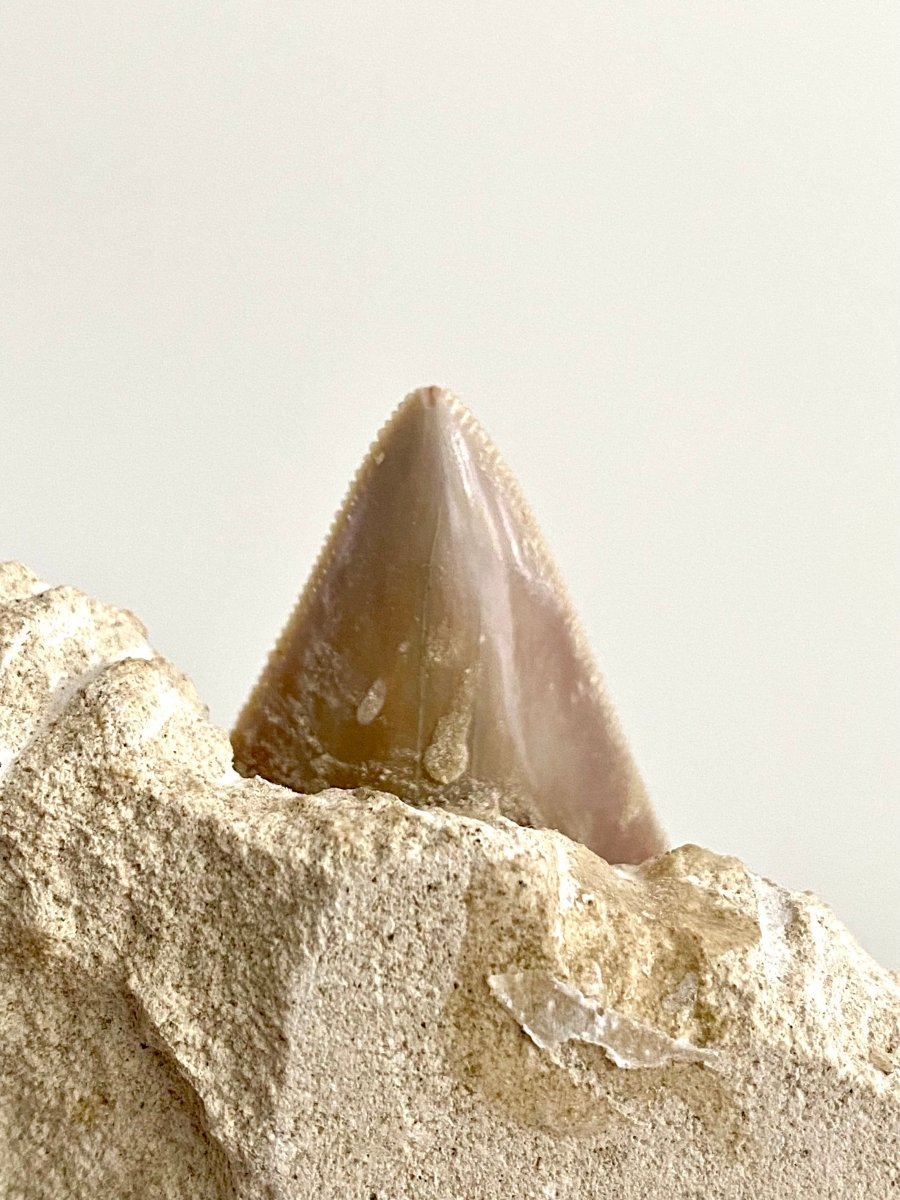 Rare Megalodon tooth fossil from Italy on Matrix, Miocene period (2.91") - FossilsAndMore