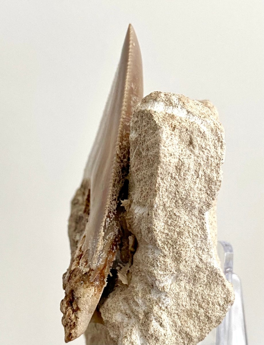 Rare Megalodon tooth fossil from Italy on Matrix, Miocene period (2.91") - FossilsAndMore