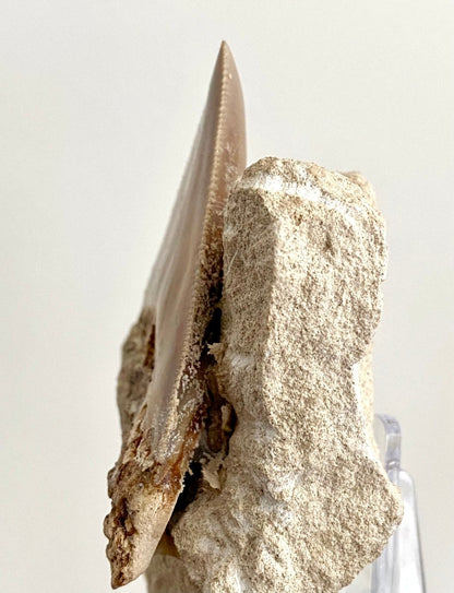 Rare Megalodon tooth fossil from Italy on Matrix, Miocene period (2.91") - FossilsAndMore