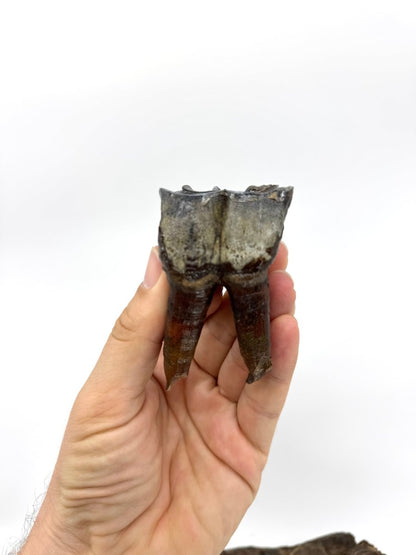 Rare Woolly Rhino Partial Jaw with 5 Molars – Coelodonta antiquitatis – Siberia, Russia - FossilsAndMore