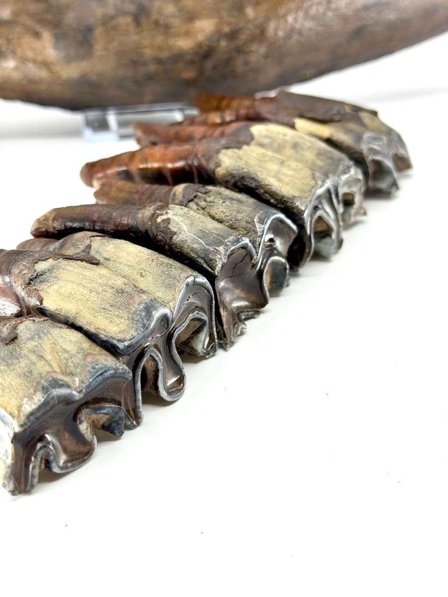 Rare Woolly Rhino Partial Jaw with 5 Molars – Coelodonta antiquitatis – Siberia, Russia - FossilsAndMore