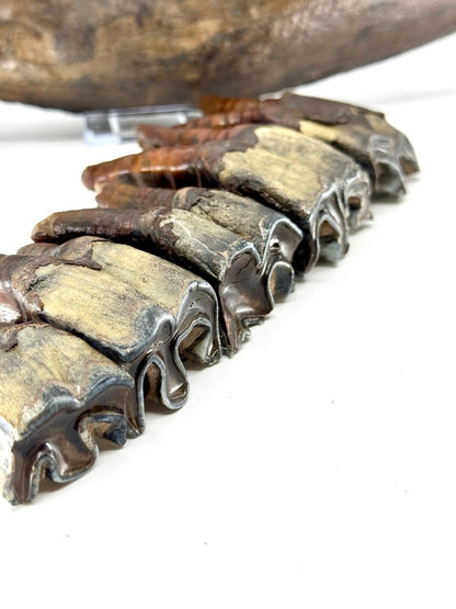 Rare Woolly Rhino Partial Jaw with 5 Molars – Coelodonta antiquitatis – Siberia, Russia - FossilsAndMore