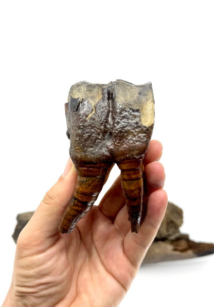 Rare Woolly Rhino Partial Jaw with 5 Molars – Coelodonta antiquitatis – Siberia, Russia - FossilsAndMore
