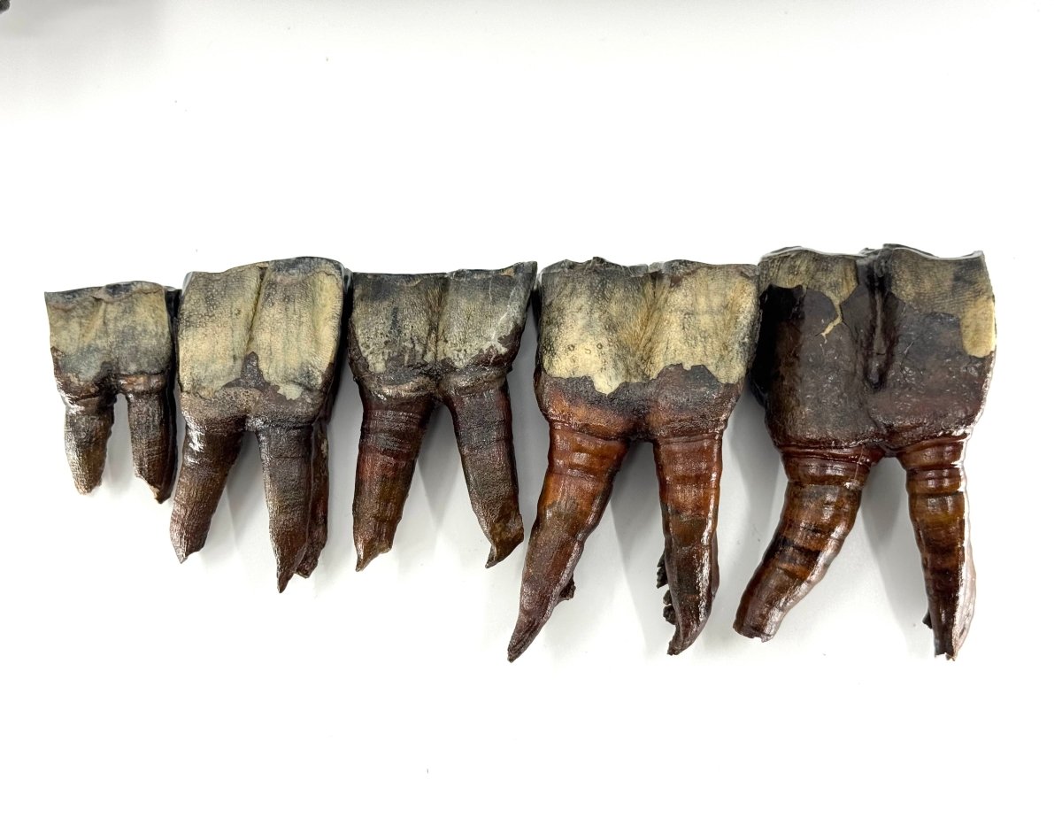 Rare Woolly Rhino Partial Jaw with 5 Molars – Coelodonta antiquitatis – Siberia, Russia - FossilsAndMore