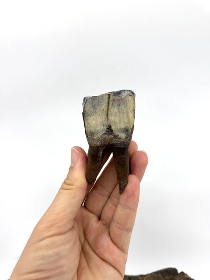 Rare Woolly Rhino Partial Jaw with 5 Molars – Coelodonta antiquitatis – Siberia, Russia - FossilsAndMore