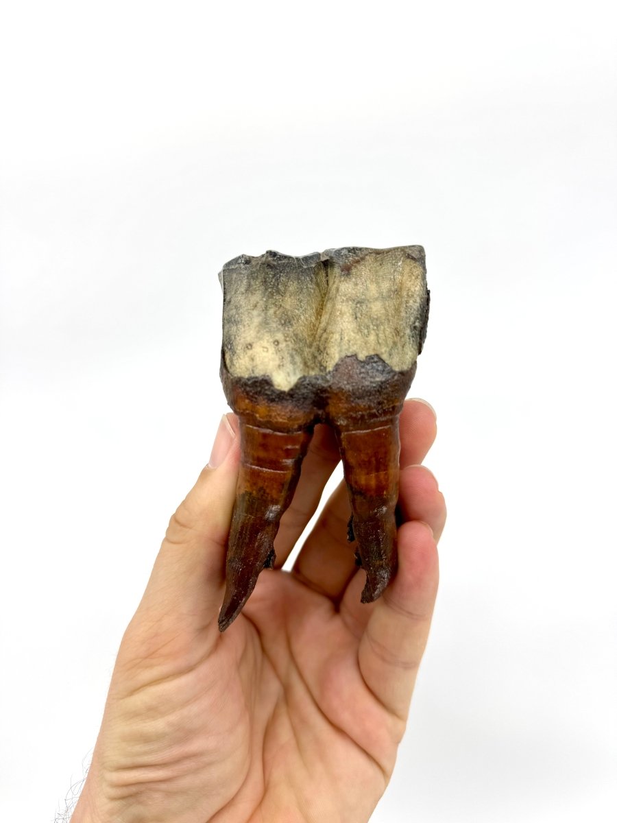 Rare Woolly Rhino Partial Jaw with 5 Molars – Coelodonta antiquitatis – Siberia, Russia - FossilsAndMore