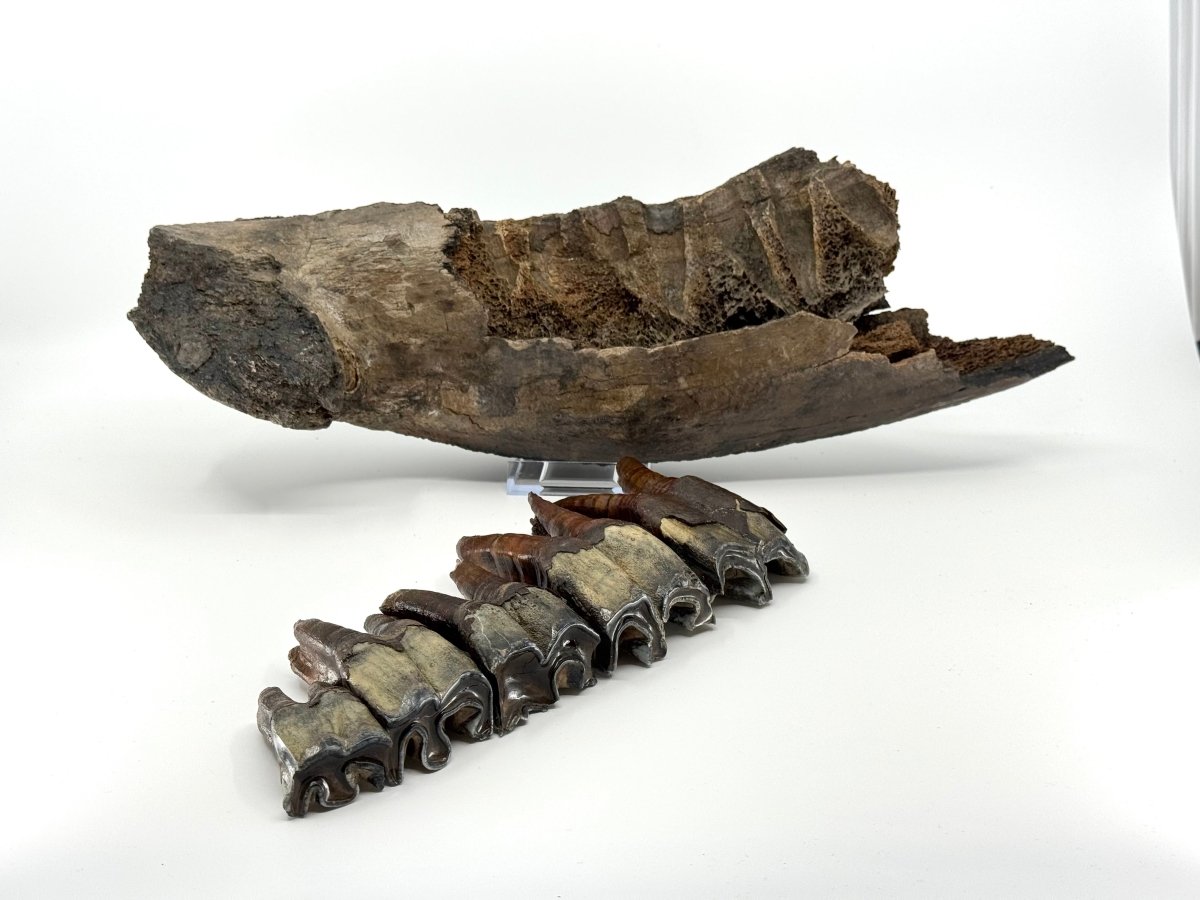 Rare Woolly Rhino Partial Jaw with 5 Molars – Coelodonta antiquitatis – Siberia, Russia - FossilsAndMore