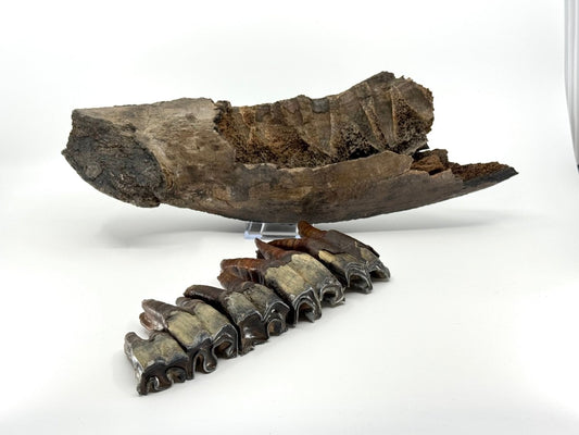 Rare Woolly Rhino Partial Jaw with 5 Molars – Coelodonta antiquitatis – Siberia, Russia - FossilsAndMore