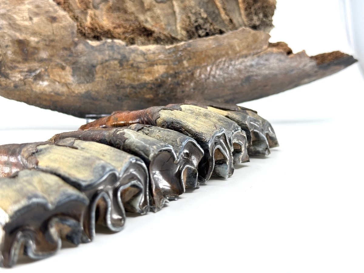 Rare Woolly Rhino Partial Jaw with 5 Molars – Coelodonta antiquitatis – Siberia, Russia - FossilsAndMore