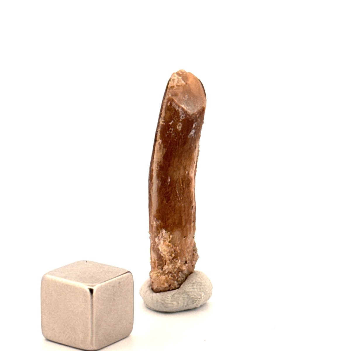 Rebbachisaurid Tooth Sauropod Dinosaur Fossil (1.39") - Cretaceous, Morocco - FossilsAndMore