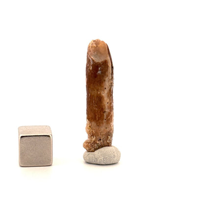 Rebbachisaurid Tooth Sauropod Dinosaur Fossil (1.39") - Cretaceous, Morocco - FossilsAndMore