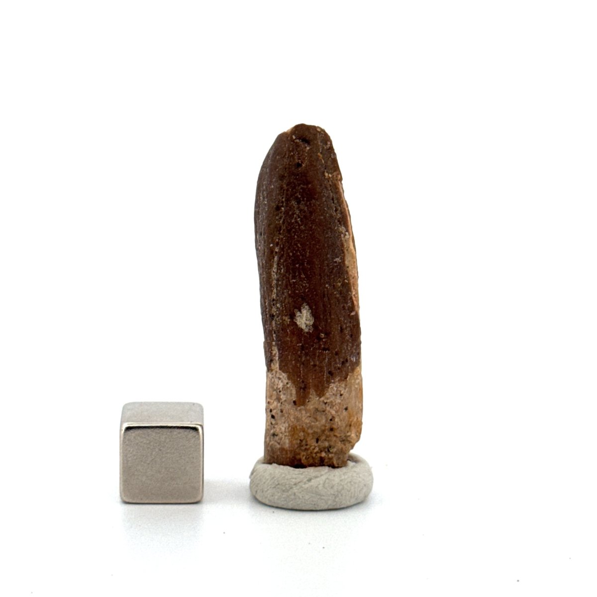 Rebbachisaurid Tooth Sauropod Dinosaur Fossil (1.64") - Cretaceous, Morocco - FossilsAndMore