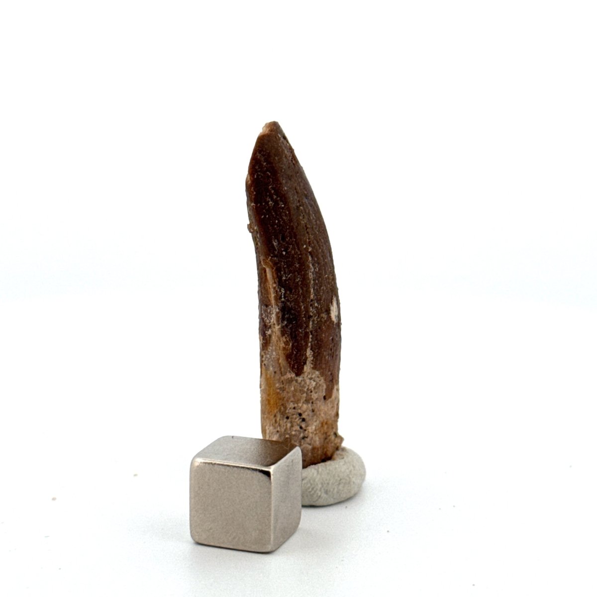 Rebbachisaurid Tooth Sauropod Dinosaur Fossil (1.64") - Cretaceous, Morocco - FossilsAndMore
