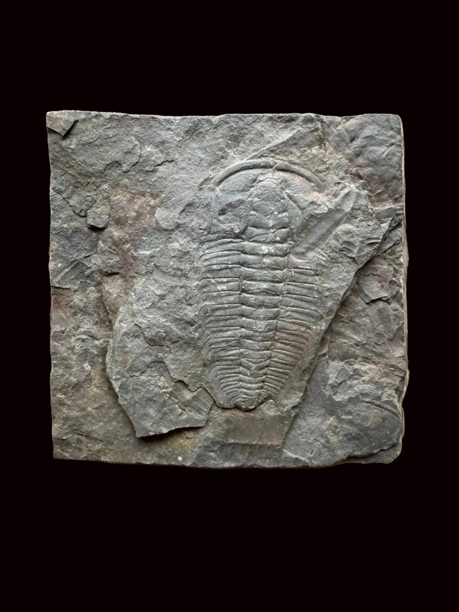 Redlichia chinensis Trilobite Fossil from Cambrian Period, China - FossilsAndMore
