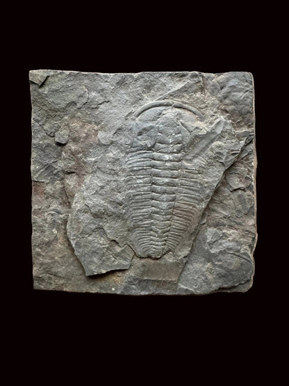 Redlichia chinensis Trilobite Fossil from Cambrian Period, China - FossilsAndMore