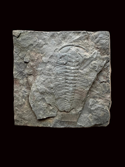 Redlichia chinensis Trilobite Fossil from Cambrian Period, China - FossilsAndMore