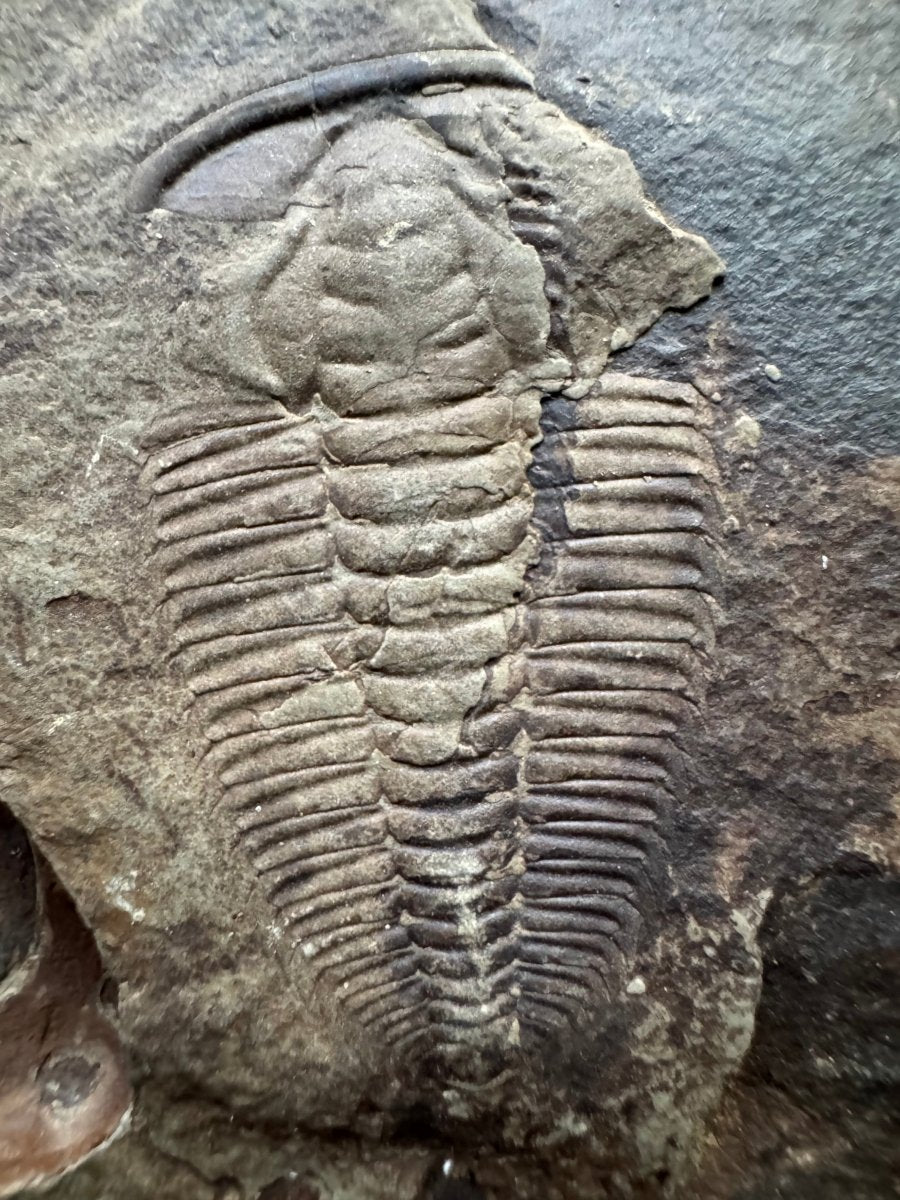 Redlichia chinensis Trilobite Fossil from Cambrian Period, China - FossilsAndMore