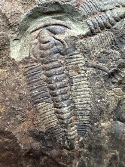 Redlichia chinensis Trilobite Fossil from Cambrian Period, China - FossilsAndMore