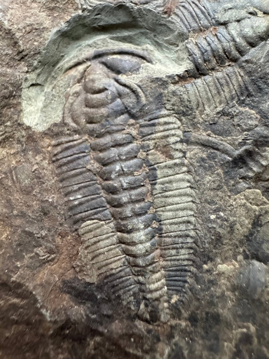 Redlichia chinensis Trilobite Fossil from Cambrian Period, China - FossilsAndMore