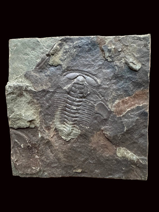 Redlichia chinensis Trilobite Fossil from Cambrian Period, China - FossilsAndMore