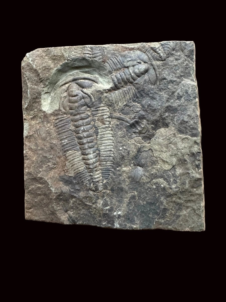 Redlichia chinensis Trilobite Fossil from Cambrian Period, China - FossilsAndMore