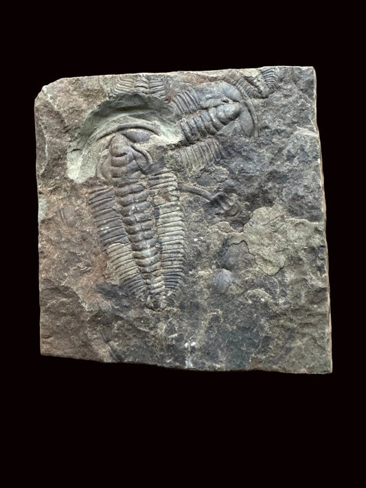 Redlichia chinensis Trilobite Fossil from Cambrian Period, China - FossilsAndMore