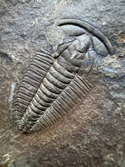 Redlichia chinensis Trilobite Fossil from Cambrian Period, China - FossilsAndMore