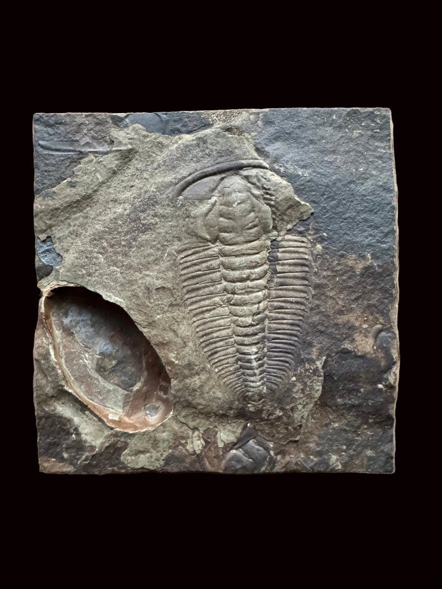Redlichia chinensis Trilobite Fossil from Cambrian Period, China - FossilsAndMore