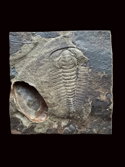 Redlichia chinensis Trilobite Fossil from Cambrian Period, China - FossilsAndMore